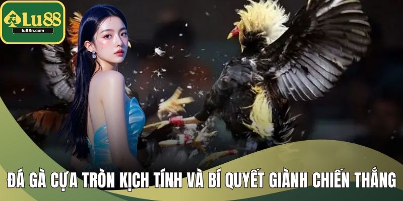 Đá Gà Cựa Tròn
