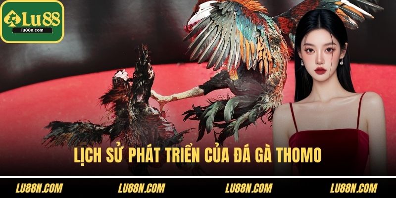 Lịch sử phát triển của đá gà Thomo